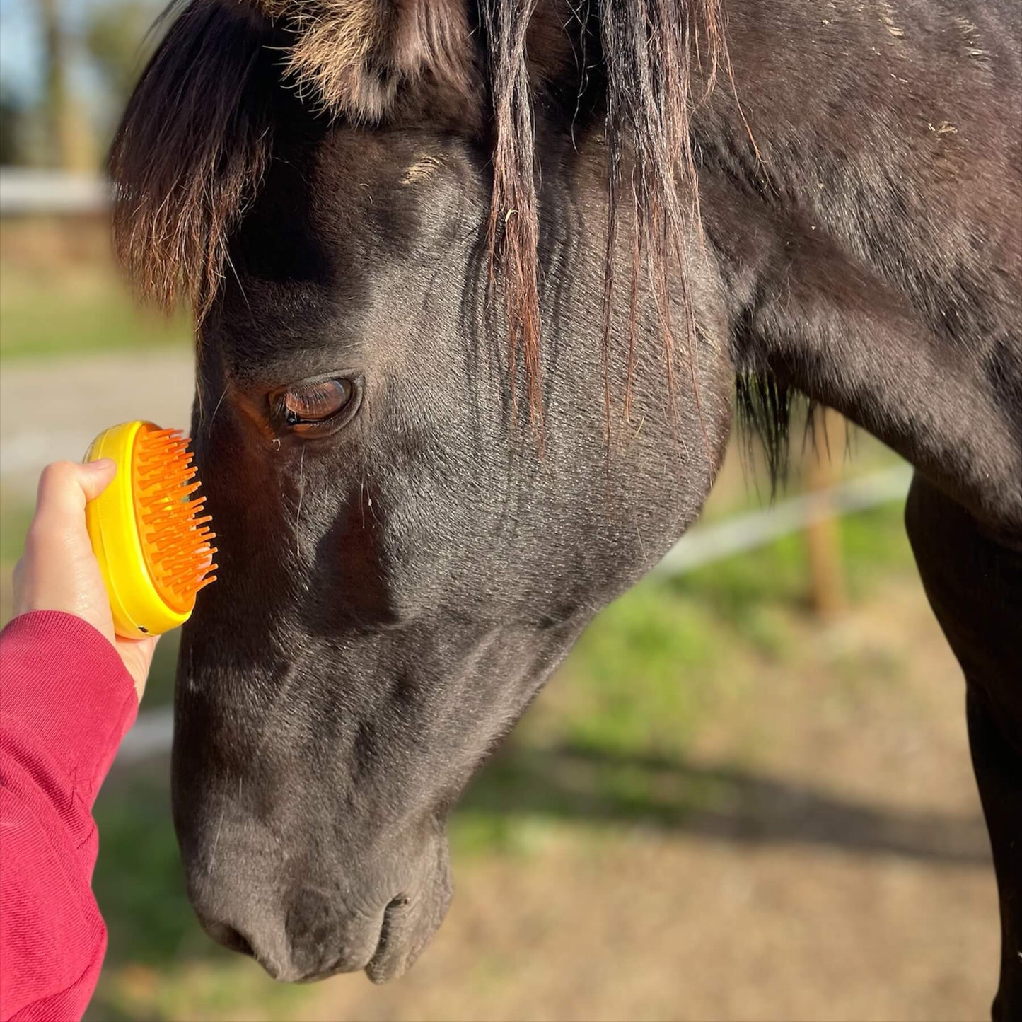 Cepillo vaporizador mascotas