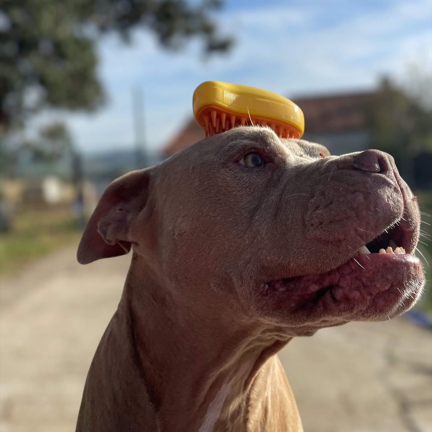 Cepillo vaporizador mascotas